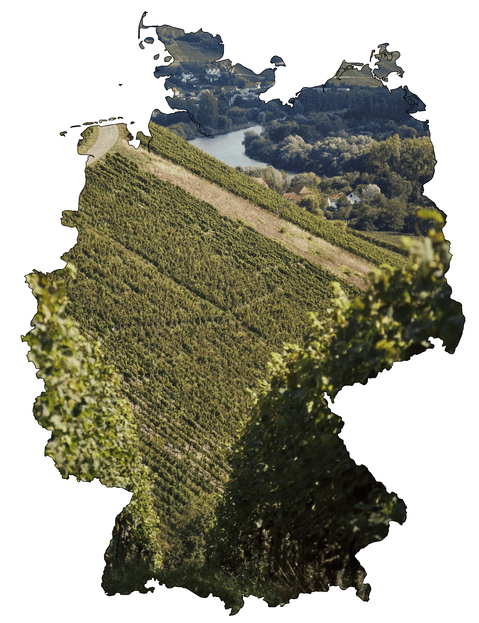 Vineyard in Romania with rolling hills and river in background.