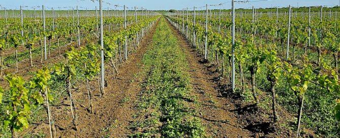 Vineyard rows under a clear blue sky in a scenic wine region, ideal for wine production and viticult.