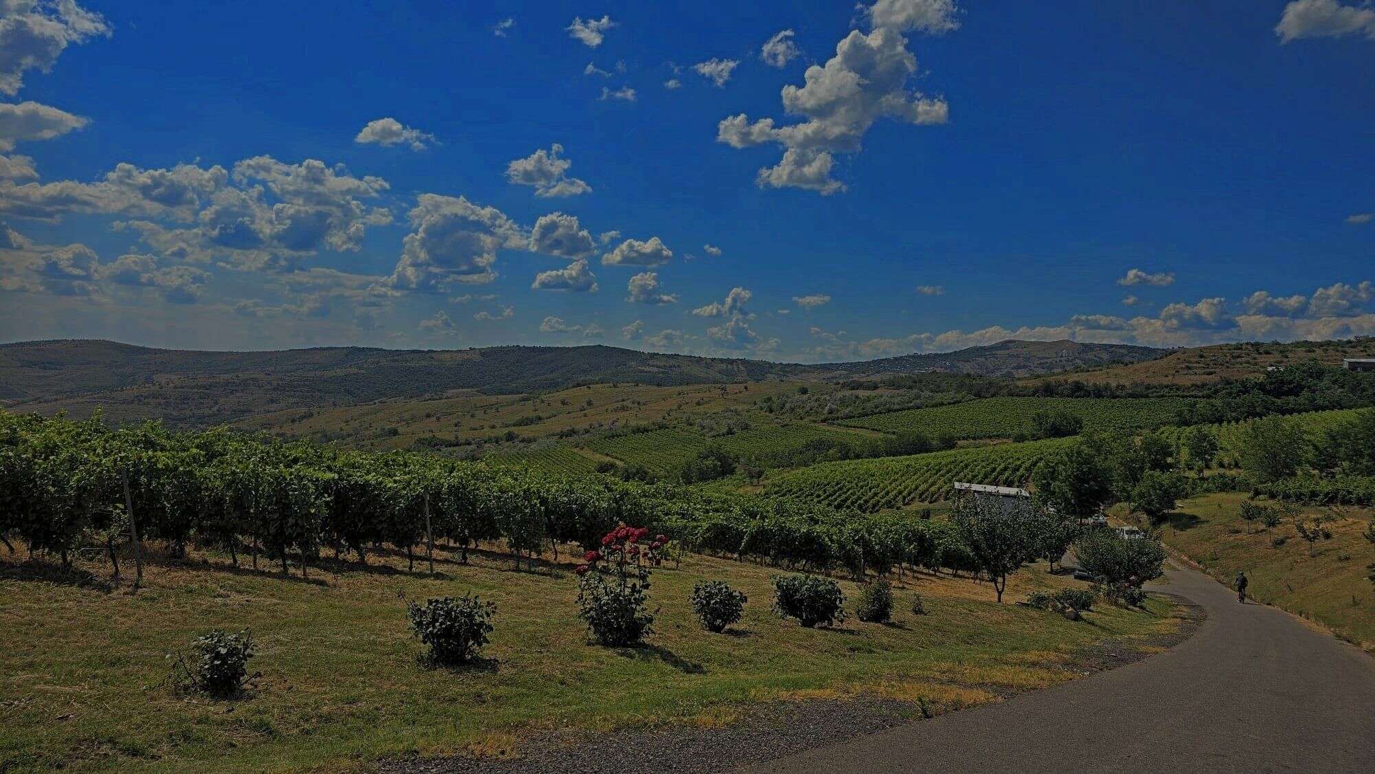 Vine și peisaj rural sub cer senin, cu câmpuri și livezi în fundal.