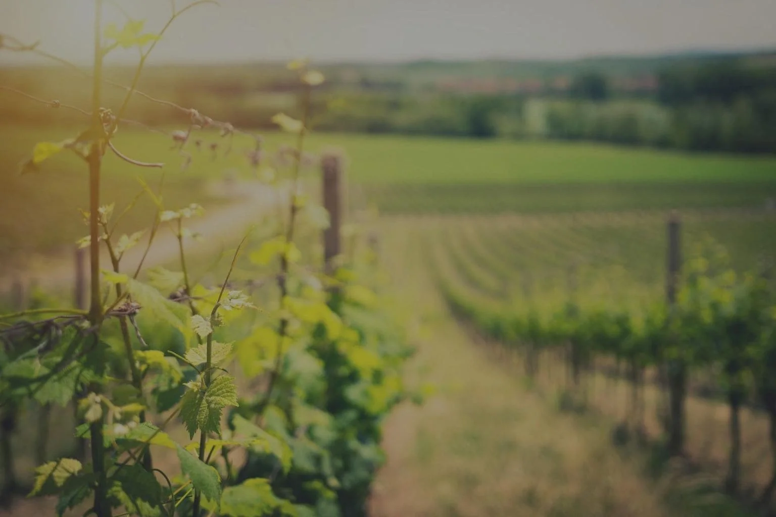 Vine și peisaj rural în podgorie, cu câmpuri verzi și rânduri de viță de vie.