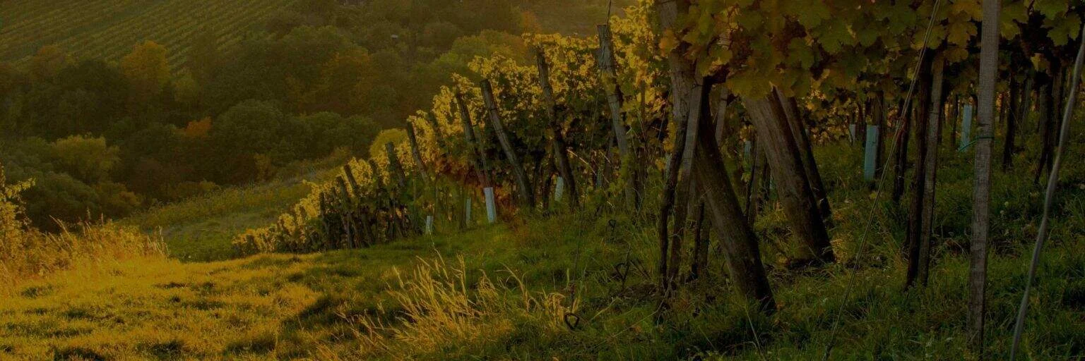 Vine și peisaj de vie în podgorie la apus de soare.