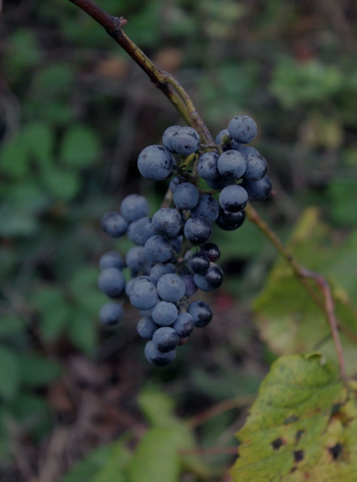 Struguri de vin albastri, gata pentru recoltare, pe o viță de vie.