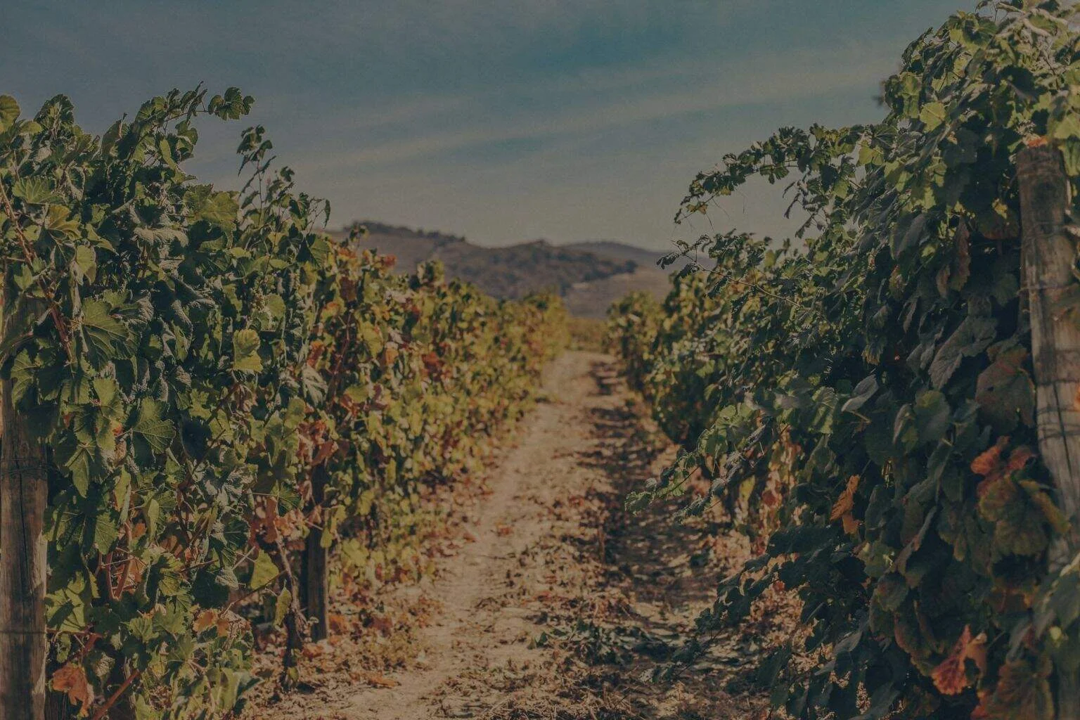 Vine de vinuri în vie, pe un drum de pământ printre viță de vie.
