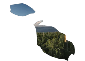 Podgorie cu viță de vie și lac în fundal.