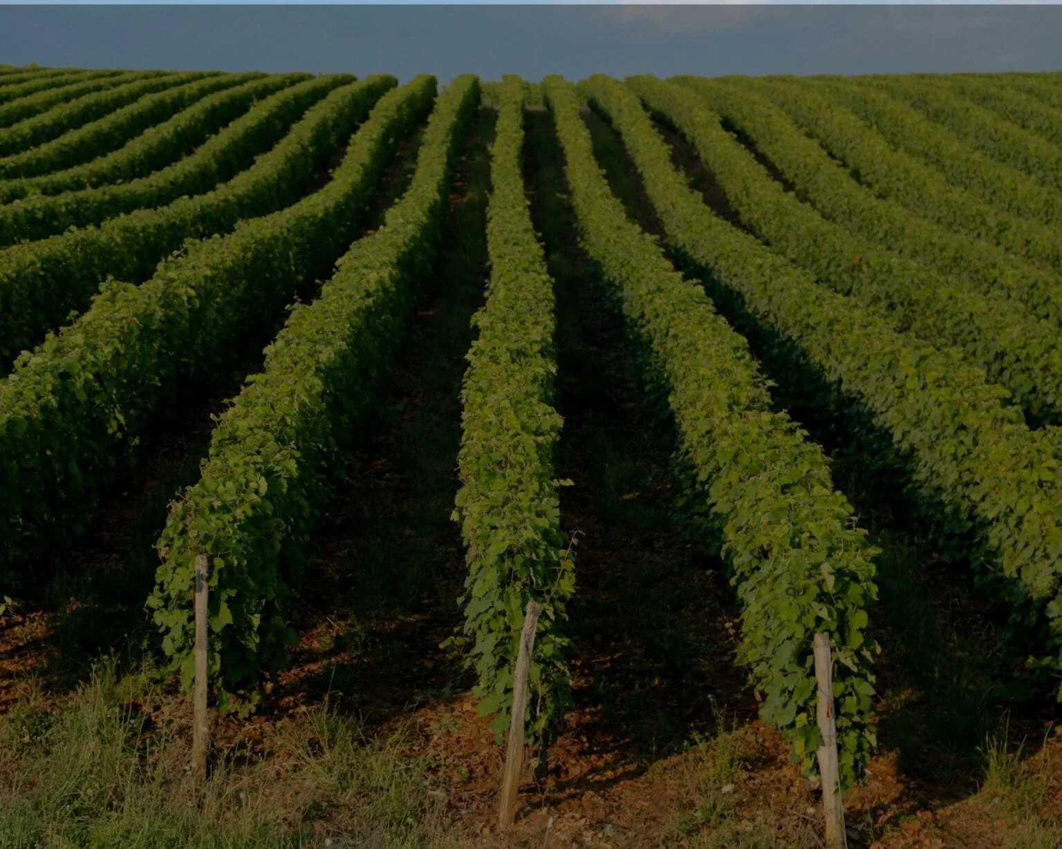 Vine de vin în rânduri dense, pe teren agricol înclinat, cu cer senin deasupra.